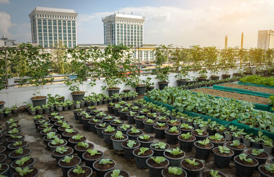 Notable Urban Agriculture In The Golden State