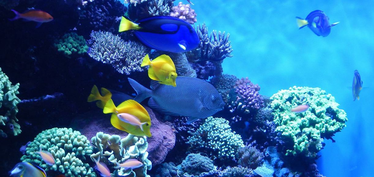Must See Zoos And Aquariums In The San Francisco Bay Area