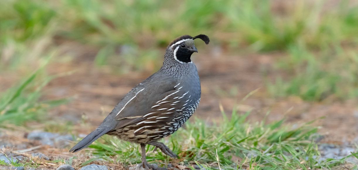 What is the California State Bird?