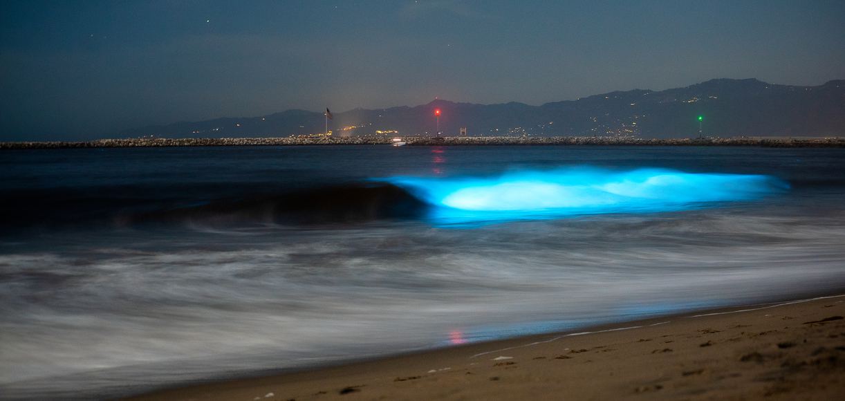 Bioluminescent Waves in San Diego Explained