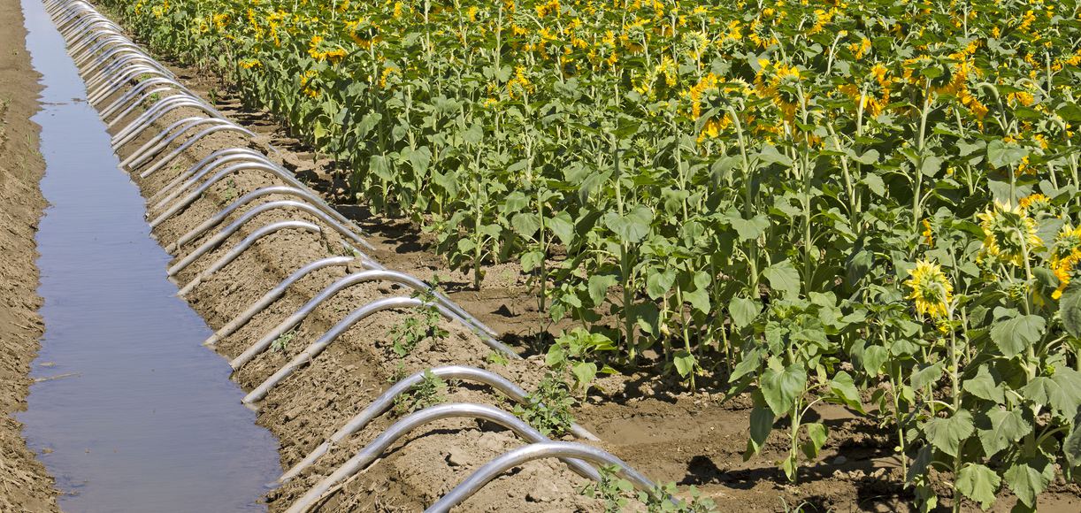 Discover the Hidden Gem 5 Reasons Why Rosemont, California Should Be