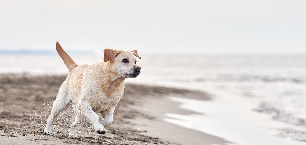 Top 10 Most Common Dog Breeds in California