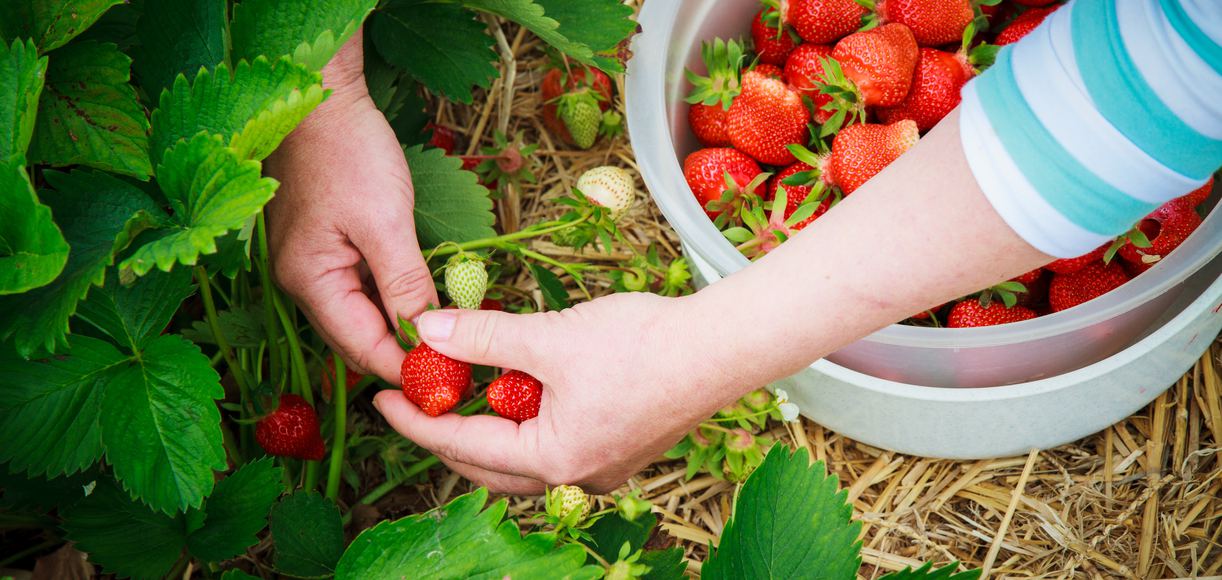 BEST FRUITS TO GROW IN NORTHERN CALIFORNIA visual data 4