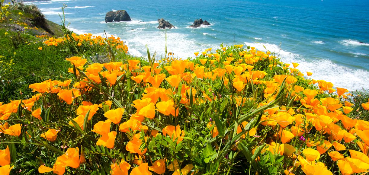 What is the California State Flower?