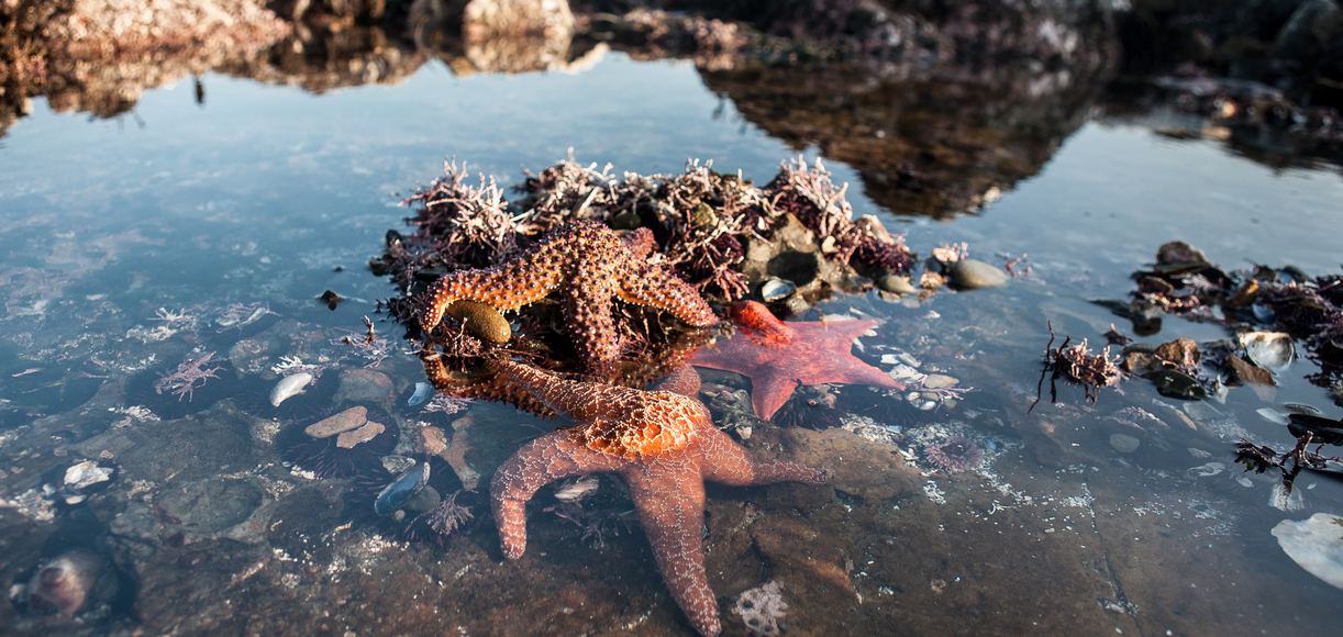Tide Pools in Northern California You Need to See