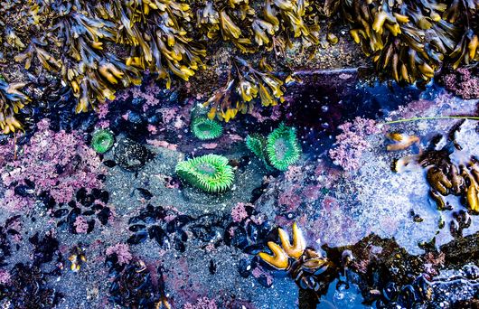 The Best Tide Pools in San Francisco