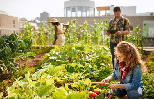 All You Need To Know About Urban Farming in San Francisco