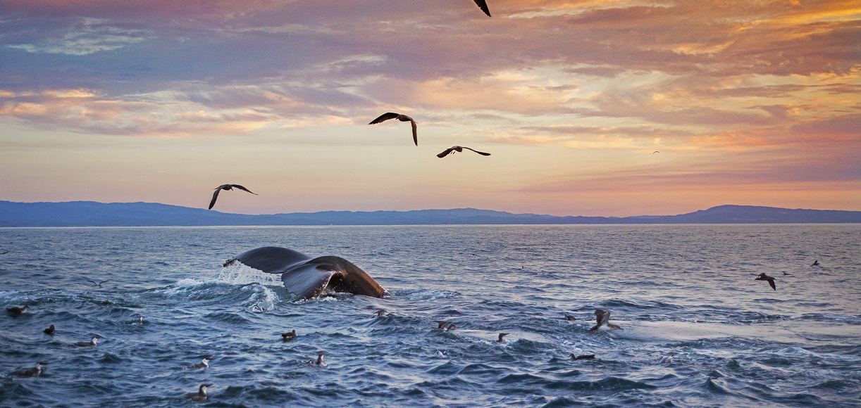 11 Incredible Places for Whale Watching in California