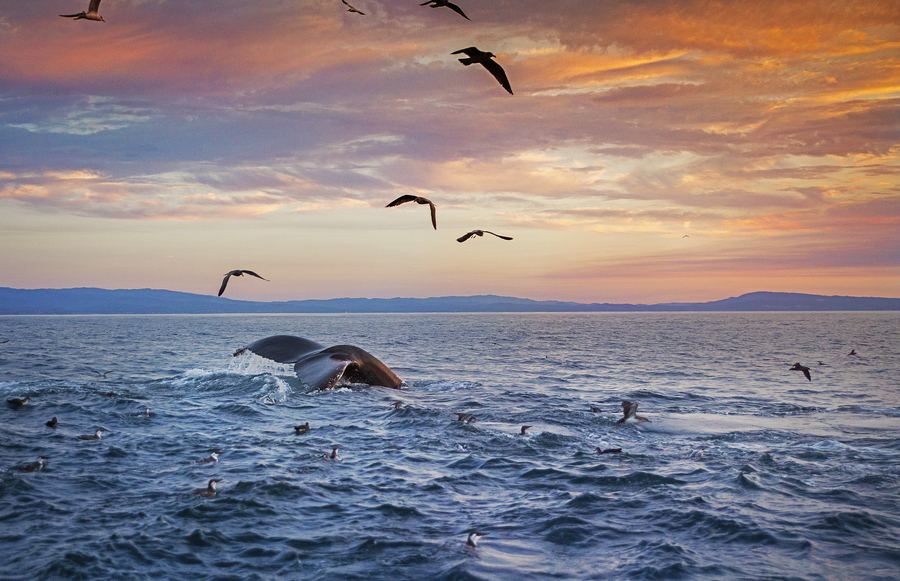 11 Incredible Places for Whale Watching in California