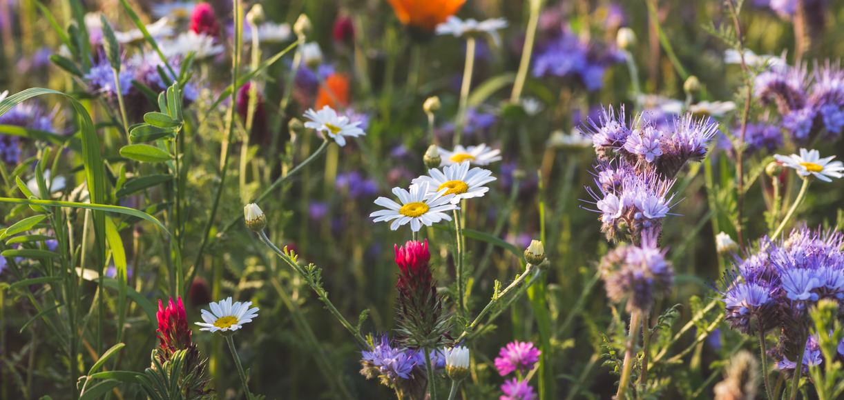 11 Wildflower Hikes to Take in California