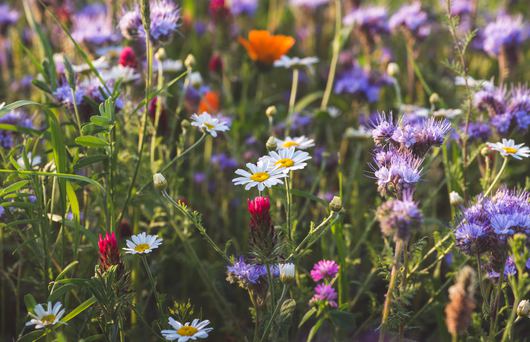 11 Wildflower Hikes to Take in California