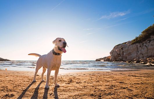 Your Pup Will Love These Dog Beaches in SoCal