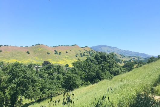 Walnut Creek