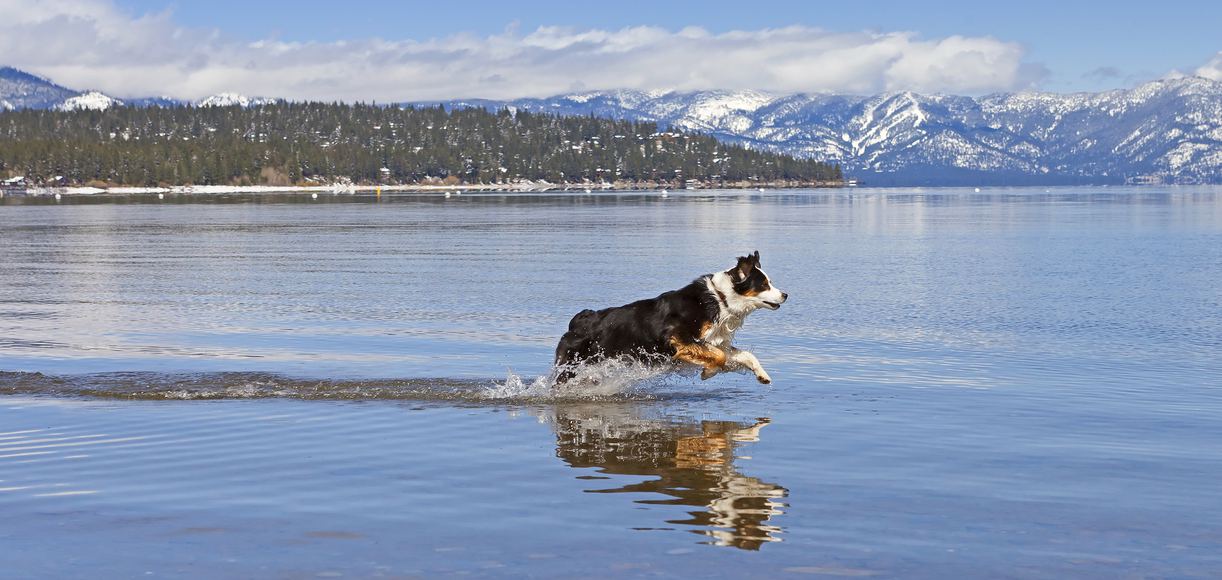 The Dog-Friendly Beaches in Lake Tahoe to Visit Next