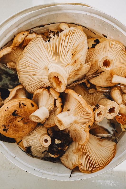 Mushroom Madness Where to Savor California s Wild Mushrooms This