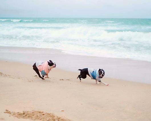 Frenchies again rank as S.F.'s top dog — but not in every neighborhood