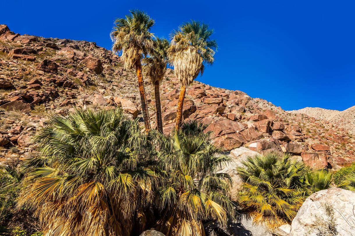 A Guide To Anza-Borrego Desert State Park