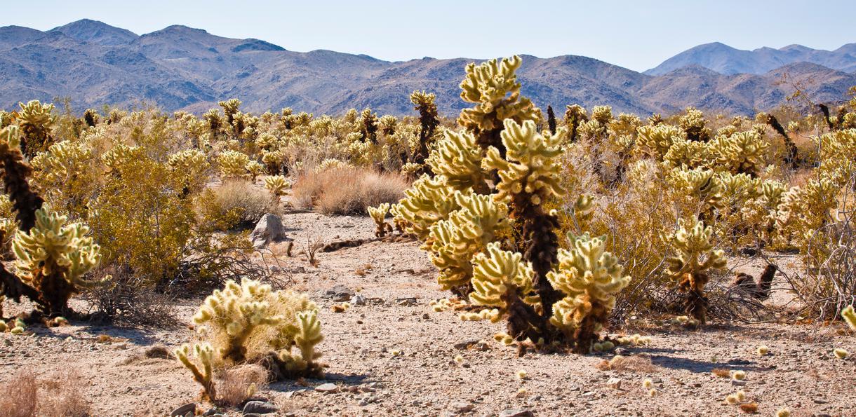 Top Attractions To See In Joshua Tree National Park