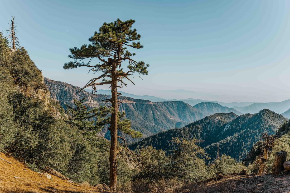 A Guide to California's National Forests