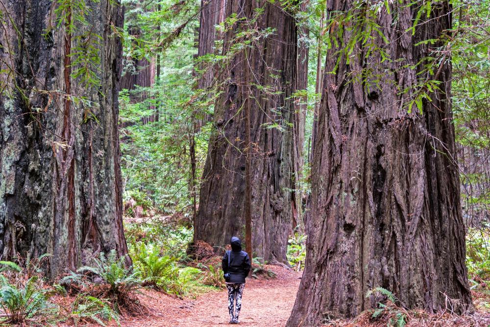 Avenue Of The Giants The Redwoods Road Trip You Need To Take