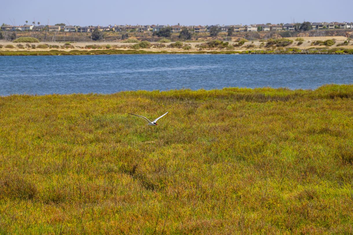 Best Places To Photograph Wildlife In California