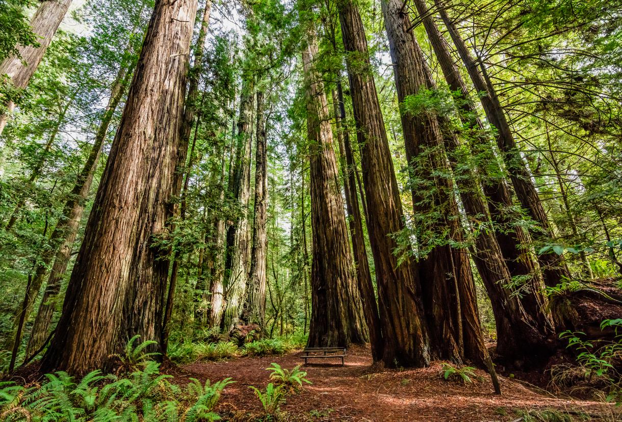 The Land Of The Salmon And The Redwood: Exploring The Indigenous Tribes ...