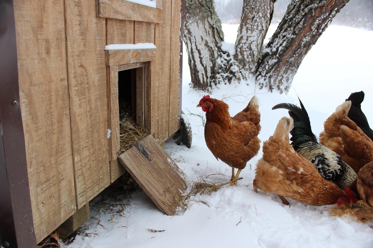 How To Winterize Chicken Coops For Free - Misfit Gardening