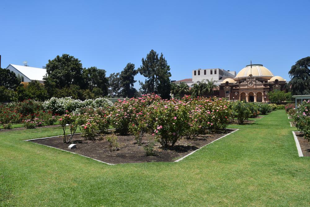 9 of The Most Beautiful Rose Gardens in California