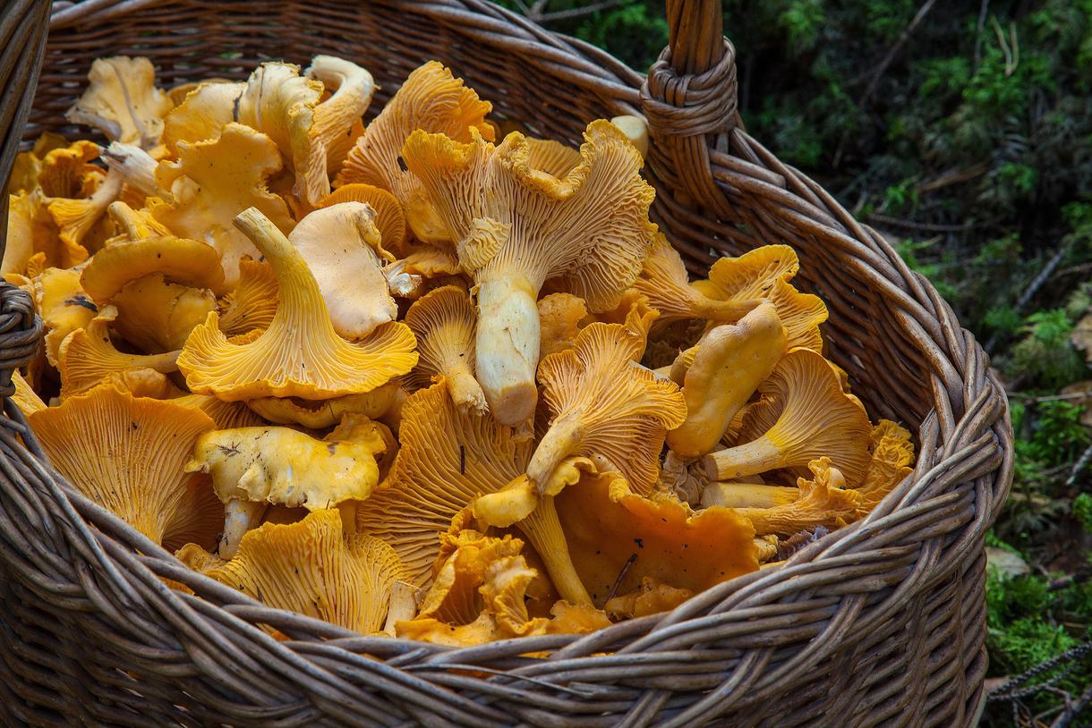 a-guide-to-california-mushrooms