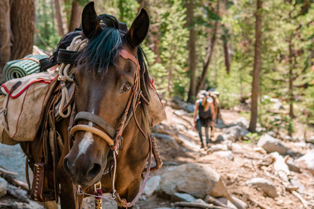 9 Top Places to Go Horseback Riding in California