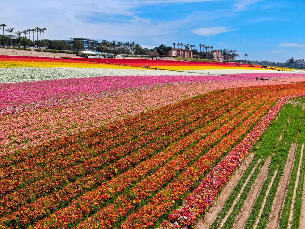 17+ Best Flower Fields in California + Best Seasons To View Them