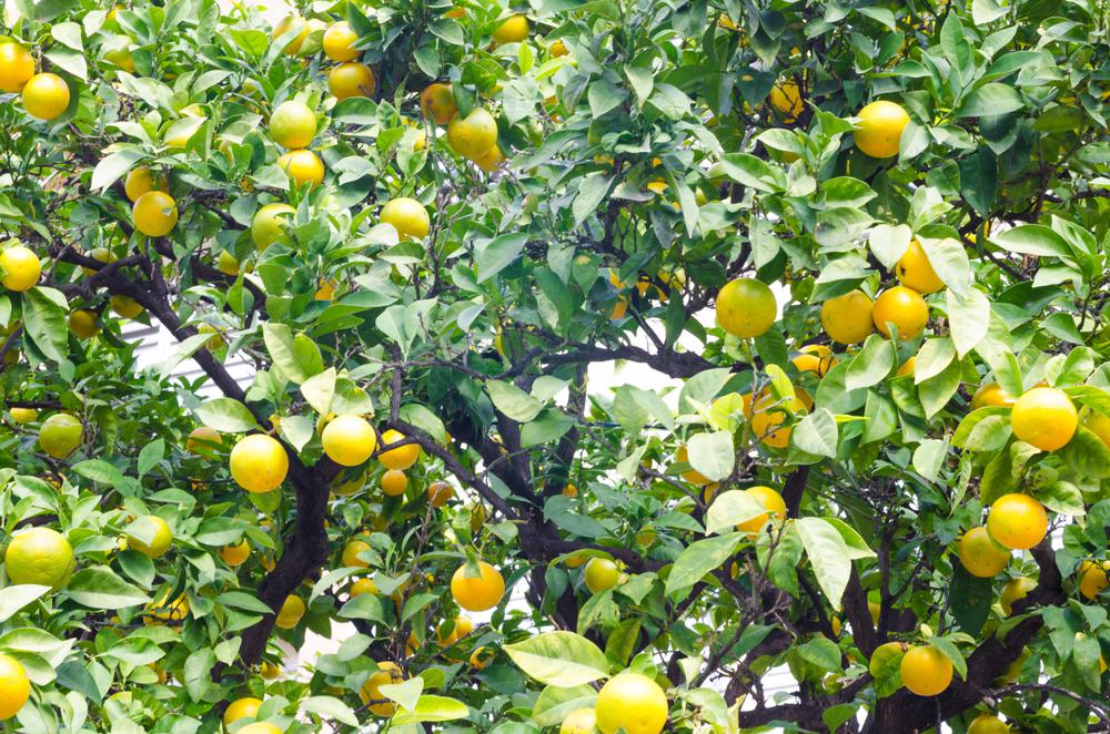 A Hidden Gem in San Diego Lemon Grove