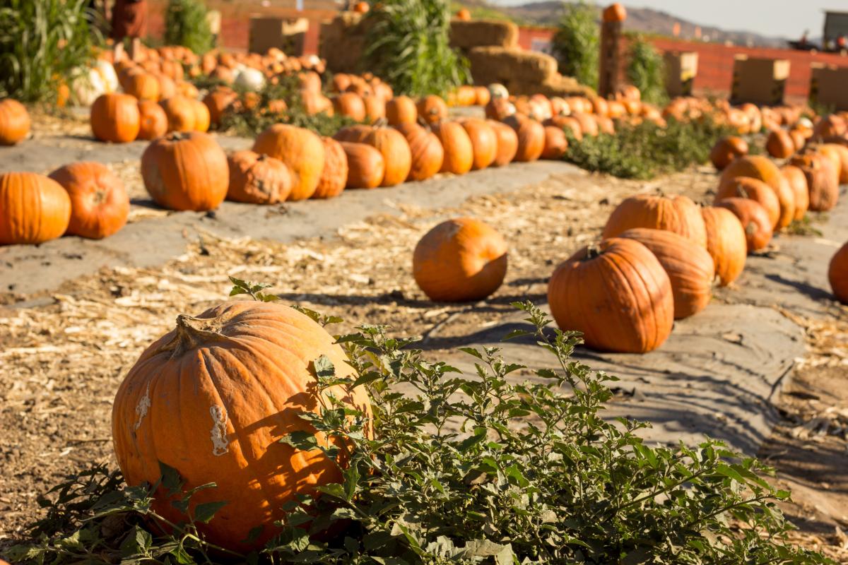 Los Angeles Pumpkin Patches You Don’t Want To Miss