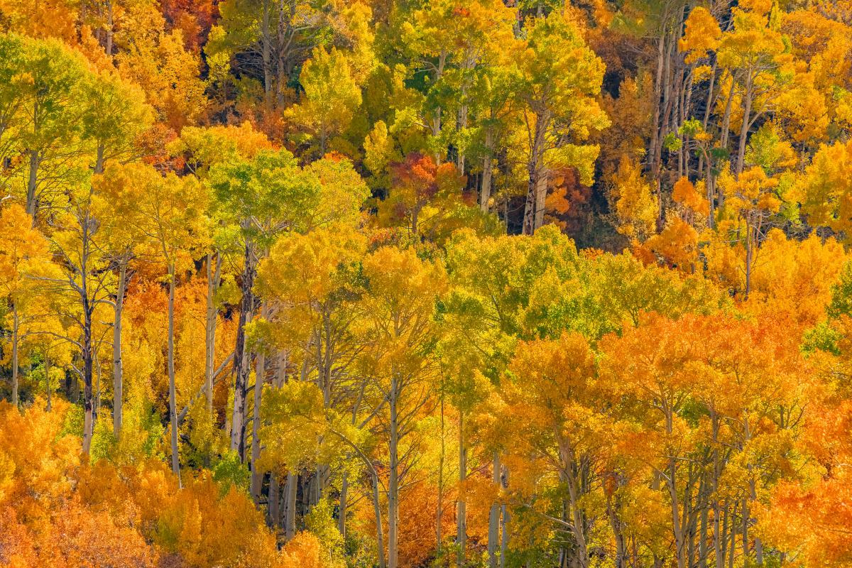 Great Spots To See Fall Colors In Northern California