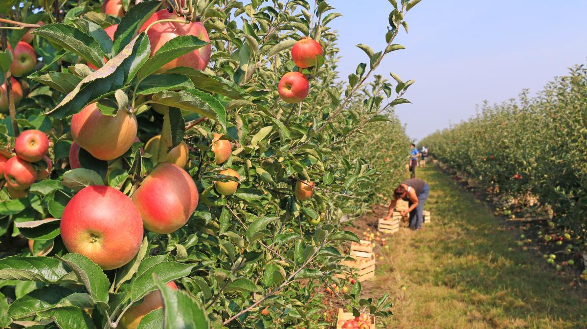 It s California Apple Picking Season at These Stunning Orchards