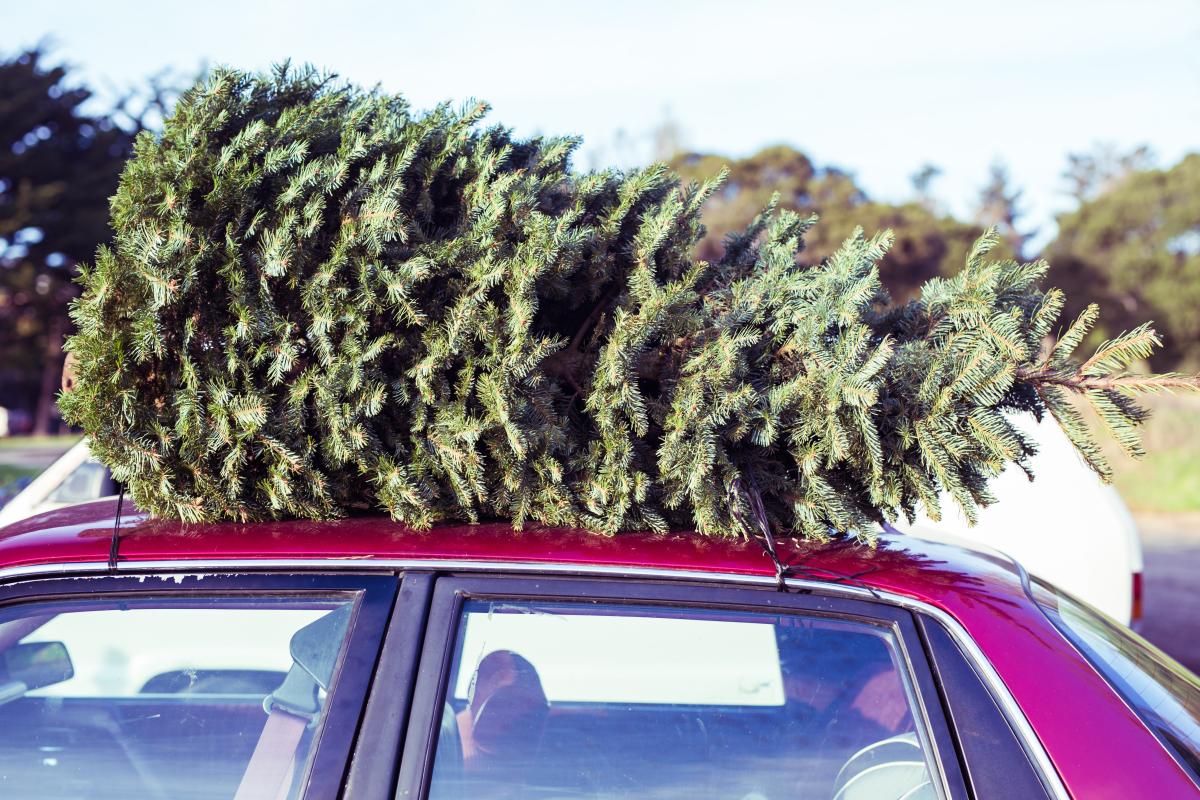 California Christmas Tree Farms to Visit Now