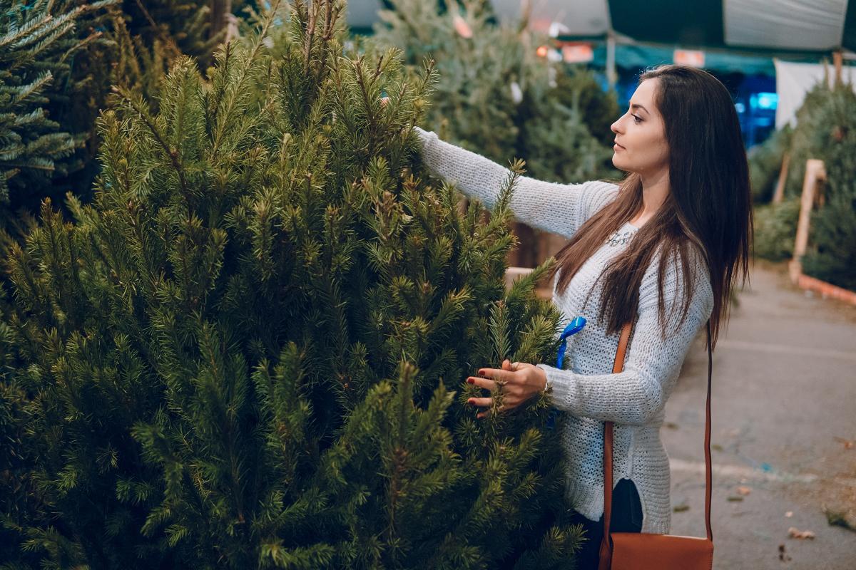 California Christmas Tree Farms to Visit Now