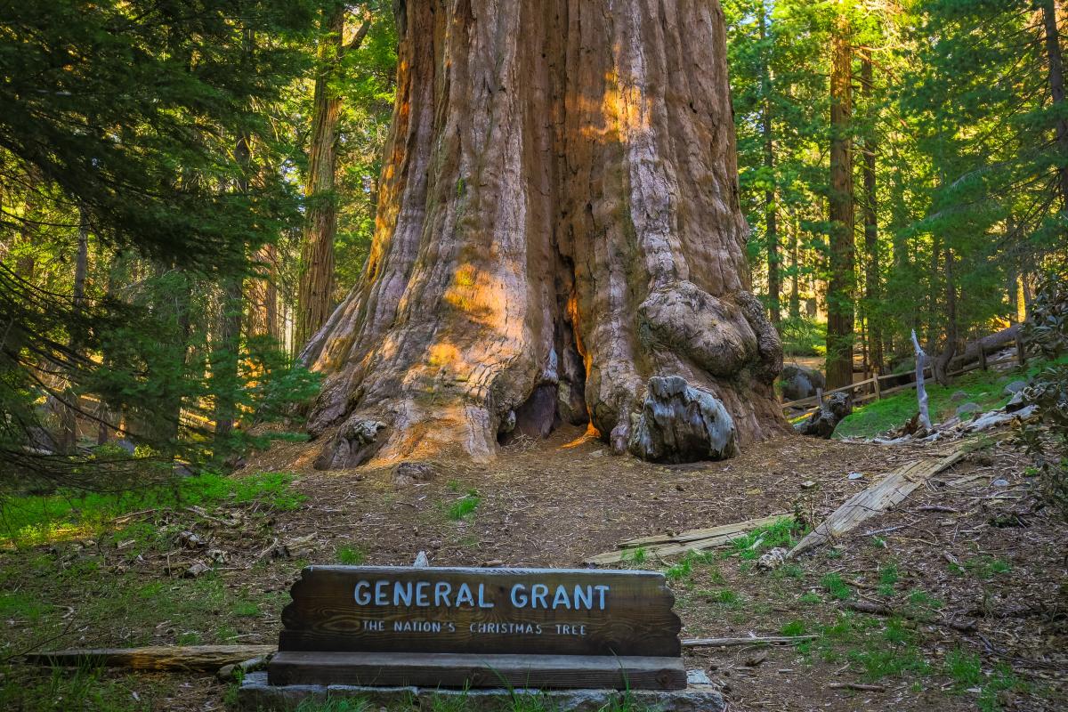 Sequoia National Park Land of Giants Shirt