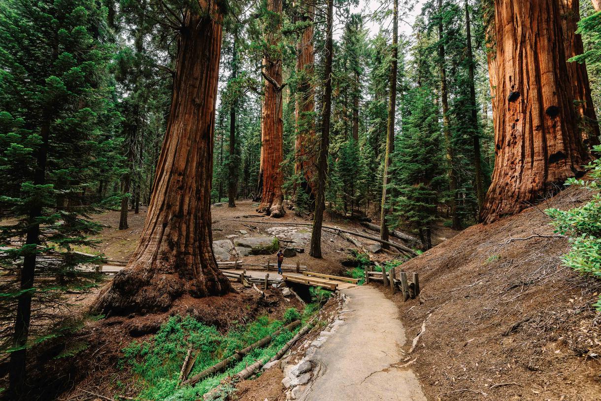 A Guide to California's National Forests