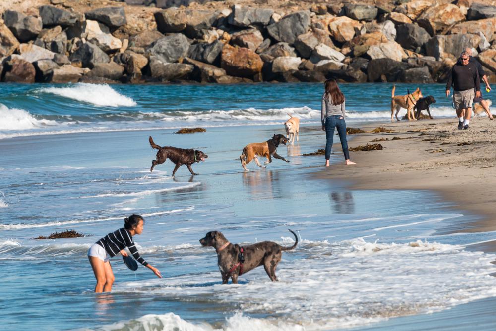 Le 7 migliori spiagge per cani di San Diego (2023)
