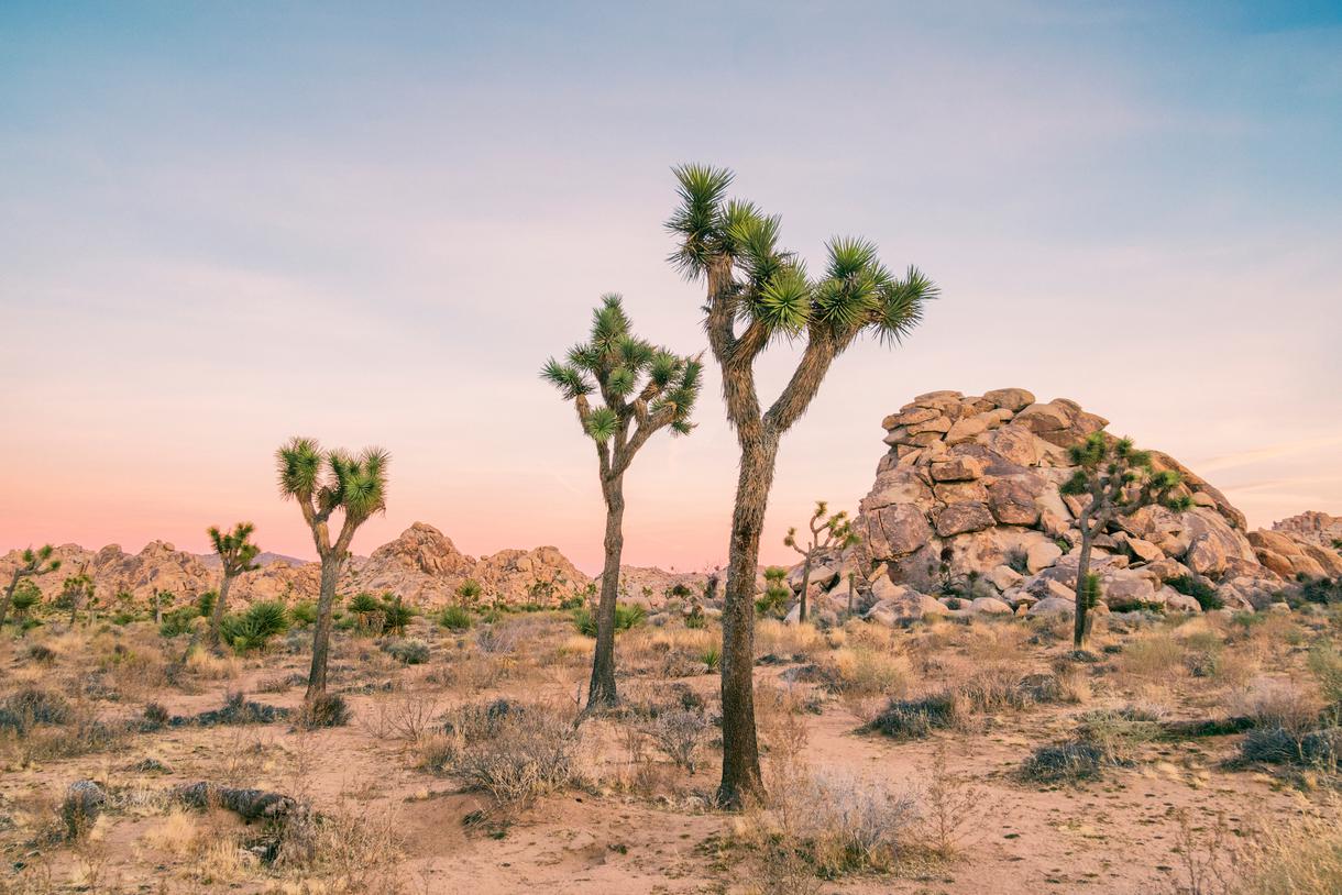 Your Guide to Joshua Tree National Park