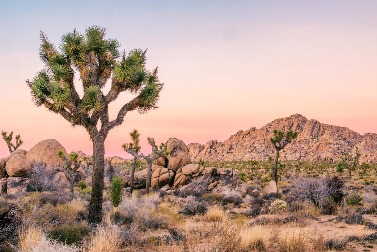 11 Fun Facts About Joshua Tree National Park