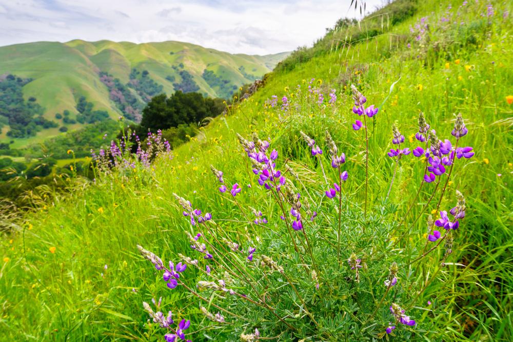 places to visit in california in may