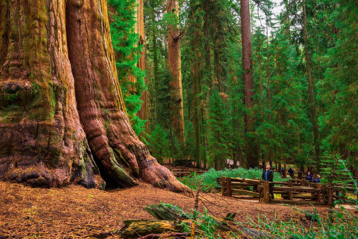 The General Sherman Tree: Age, Location, History