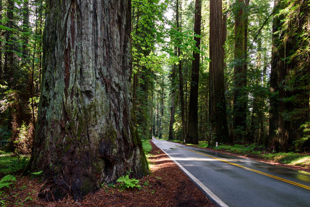 Humboldt Redwoods State Park: Your Gateway to the Giants