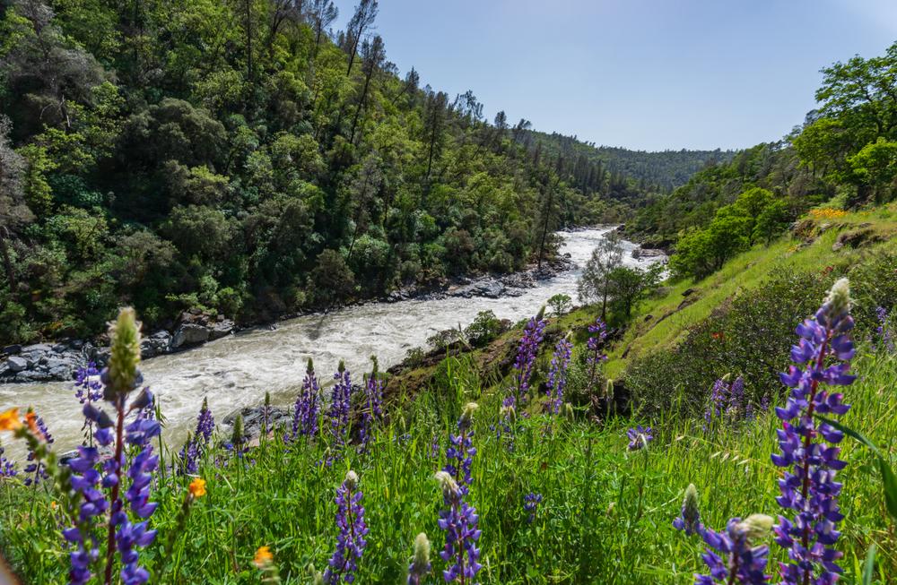 Gold Panning  Plumas County California