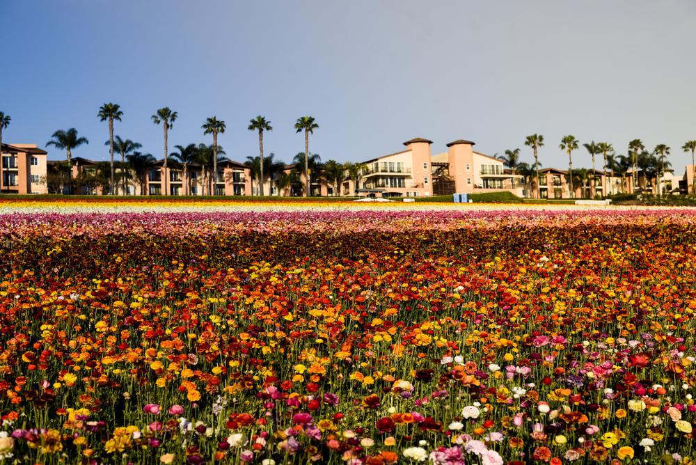 This California Flower Field Will Be the Most Instagrammable