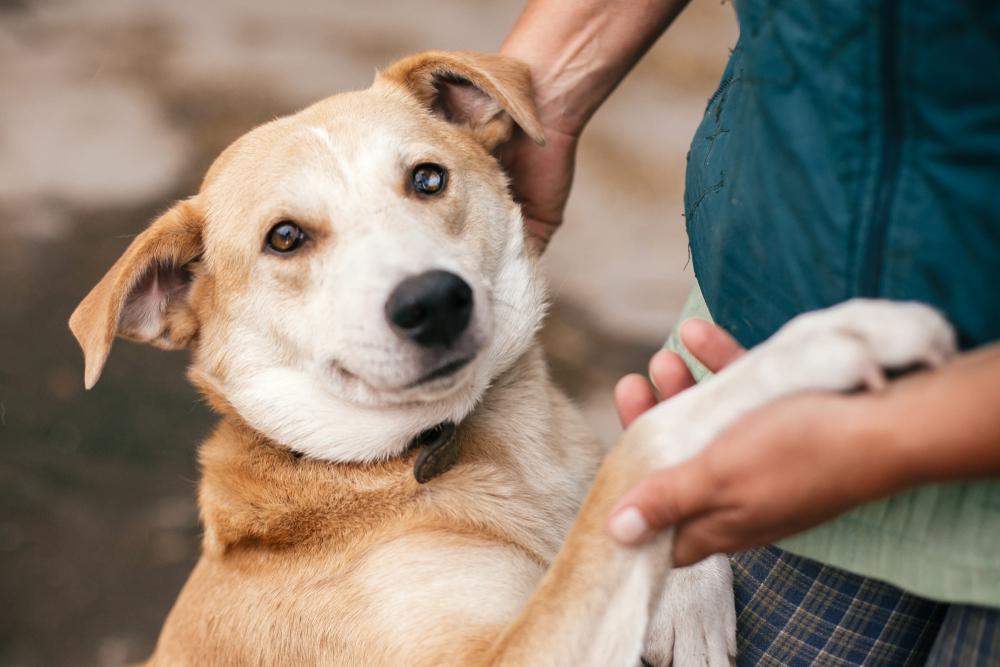 Tony La Russa finalizes separation from Animal Rescue Foundation