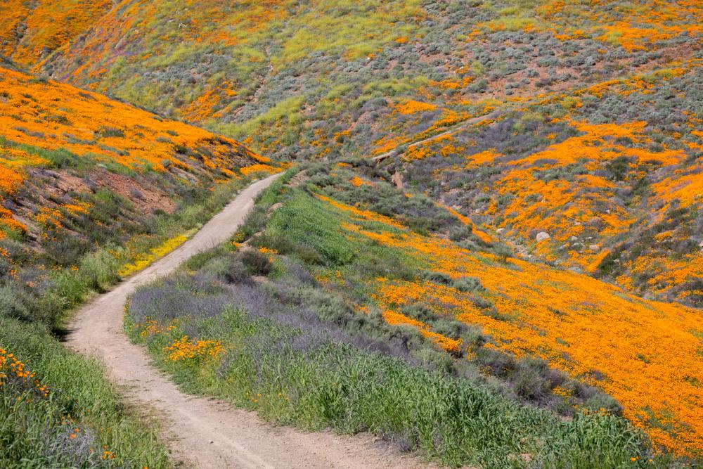 Where to See California's Spring Flowers in Every Region