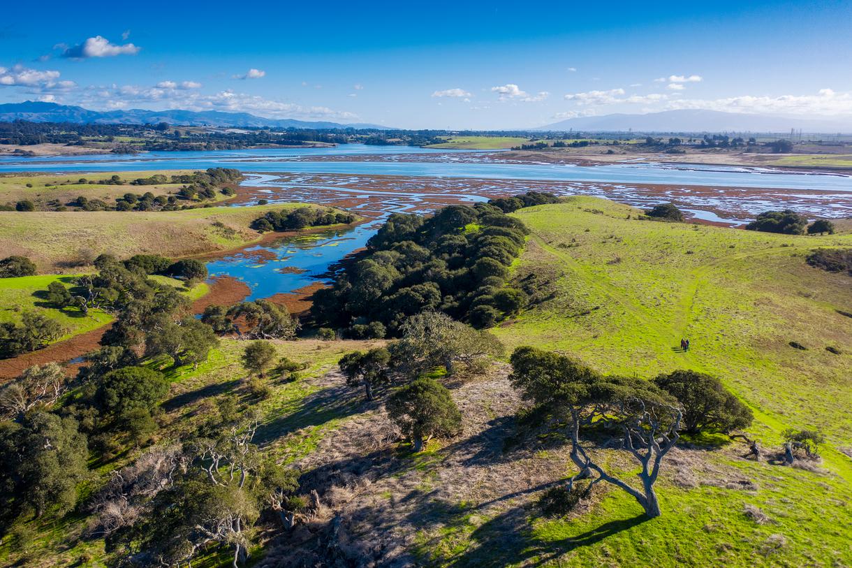 california birding tours